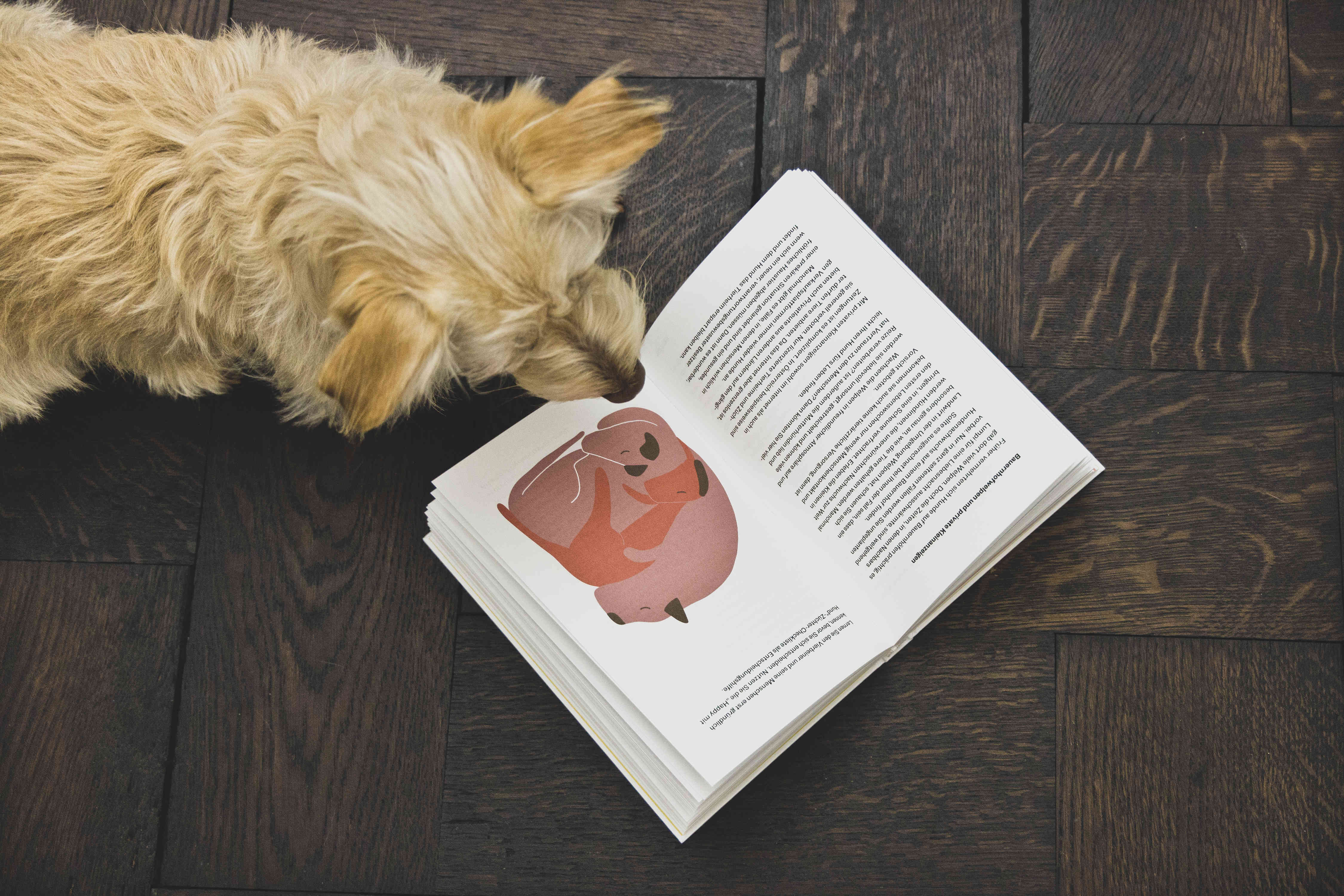 How to Hund, Tanja Warter, Zeughaus Design