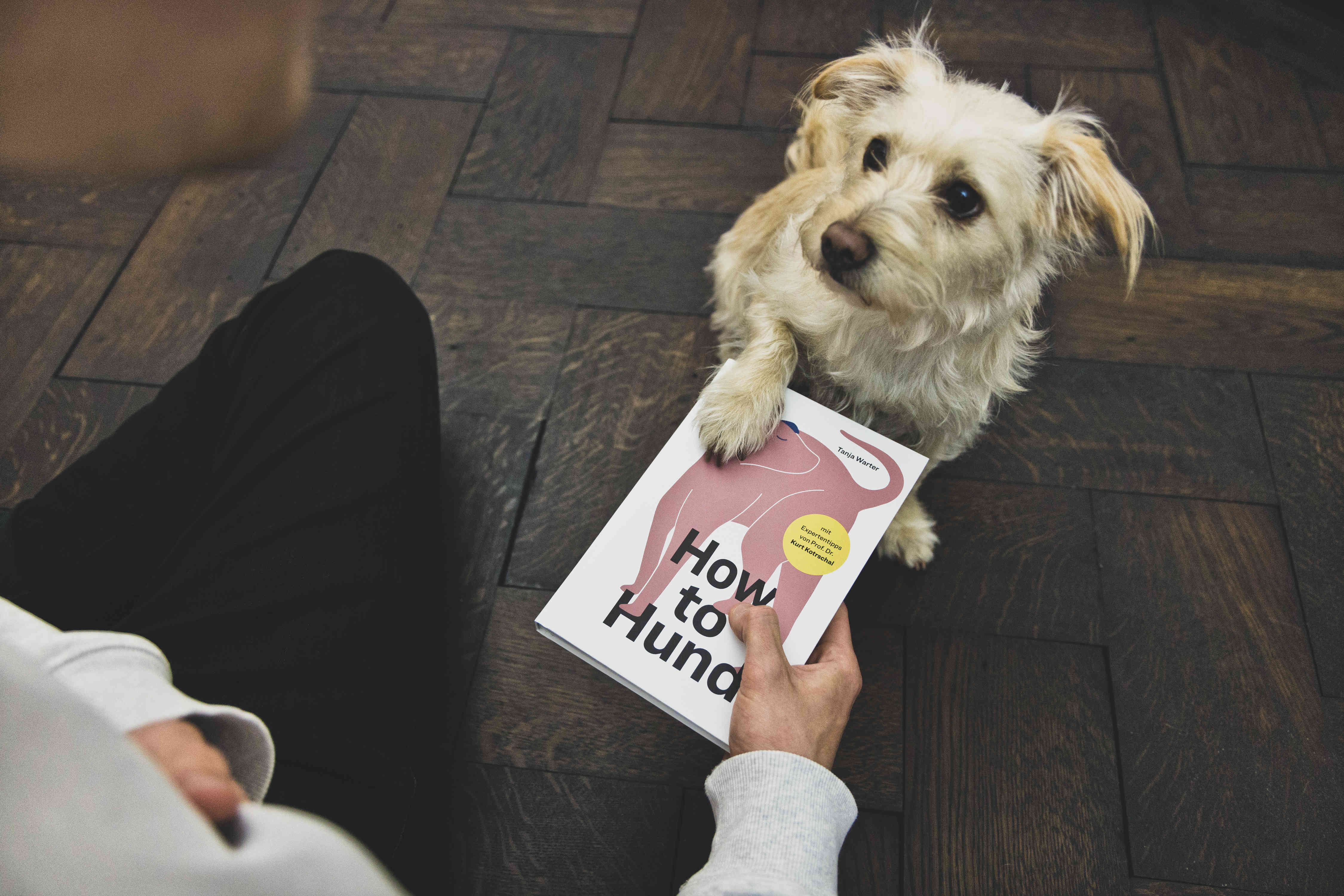 How to Hund, Tanja Warter, Zeughaus Design